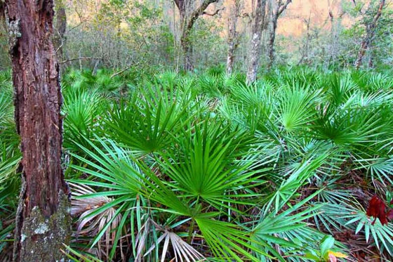 Saw palmetto extract
